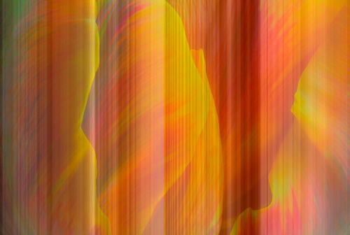 Painted Tulip