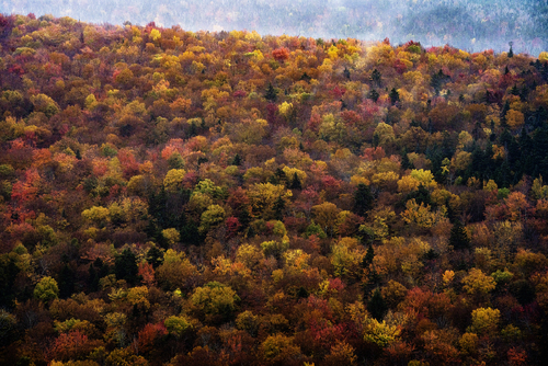 Rainy Autumn