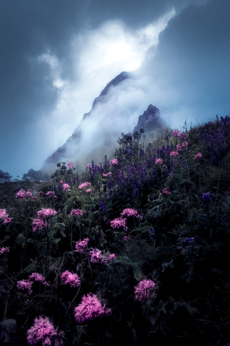 Flowers near the sky