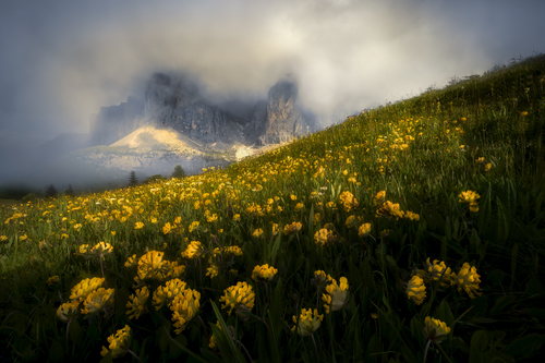 The Garden on Passo Gardena