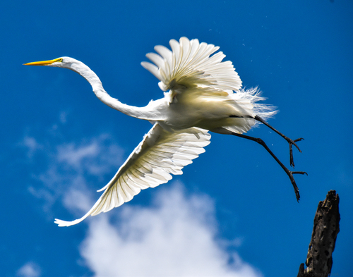 Leap