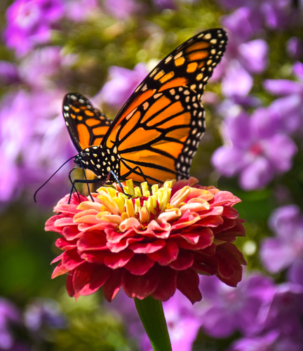 Monarch Migration