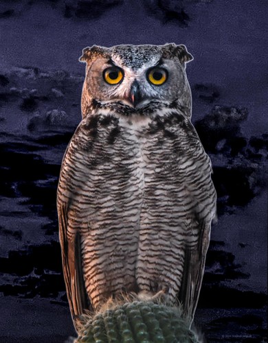 Cactus Owl