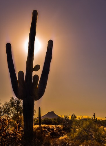 Scottsdale Saguaro