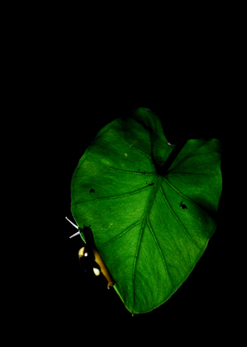 On the Edges.
