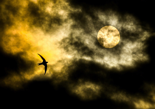Swift under moody skies