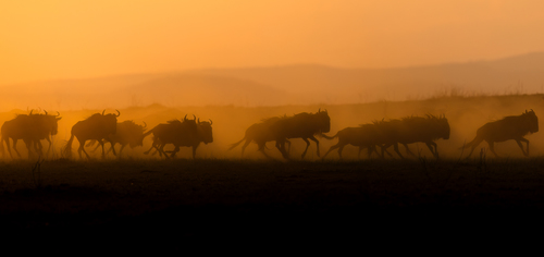 The Essence of The Great Migration