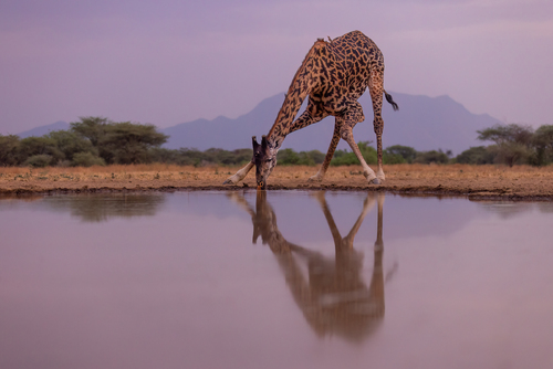 Giraffe Before Sunrise