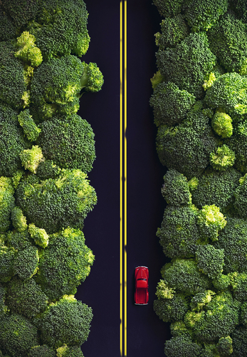 The Broccoli Forest