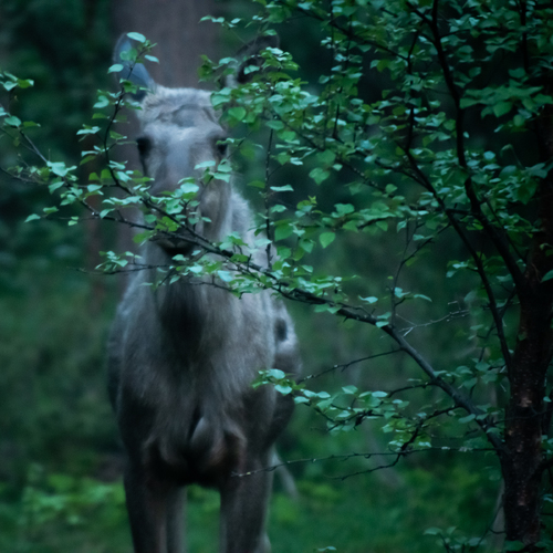 Mysterious Moose