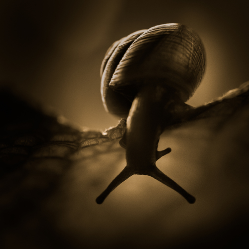 Snail #2
