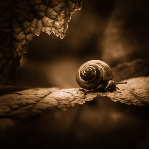 Snail