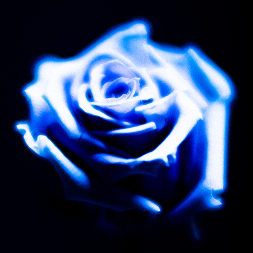 A million ways to be a rose