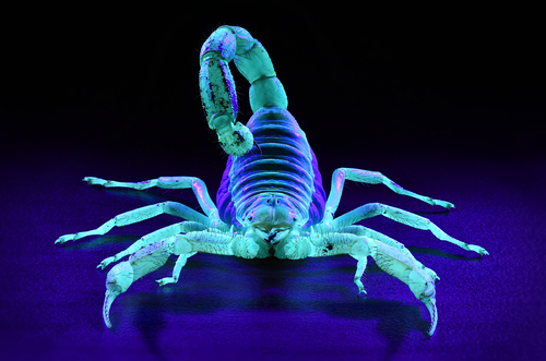 Night Terror