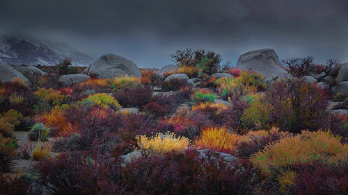 Desert Color