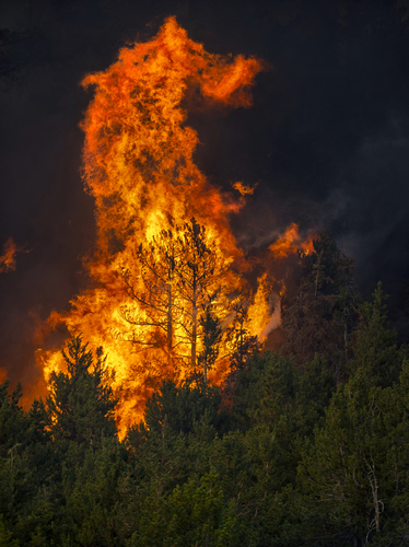Caldor Fire Dragon