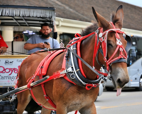 Royal Carriage