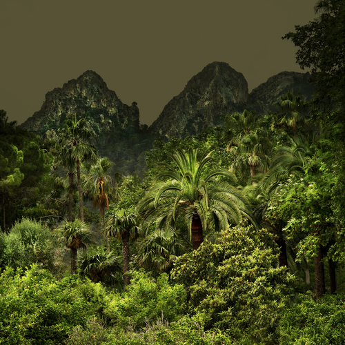 Jungles 02
