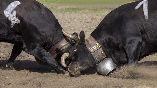 Cow fight