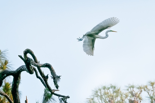 A Flying Poem