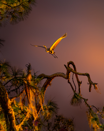 Color of the Wings