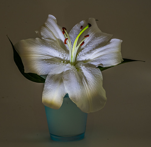 A Lilly