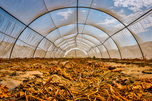 After the Harvest