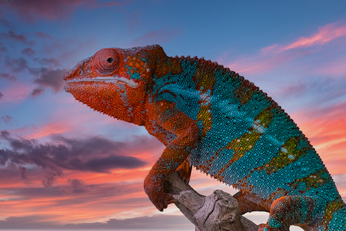 Panther Chameleon