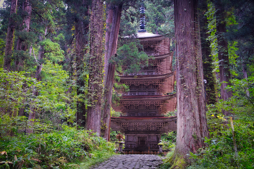 In the deep forest