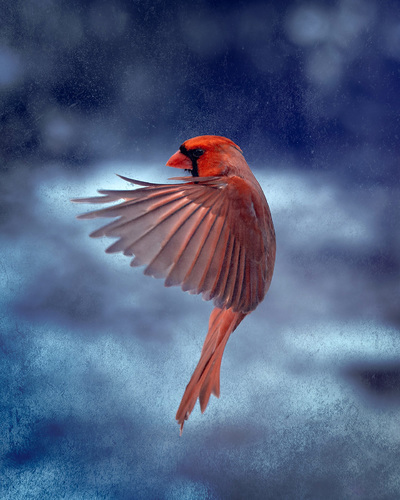 Suspended Stillness