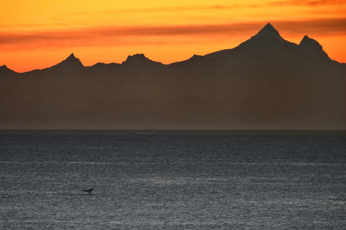 Whale at Sunset