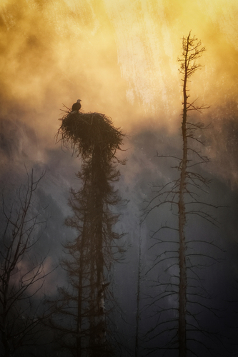 Eagle against the sunrise