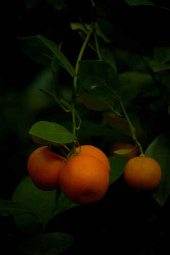 Oranges