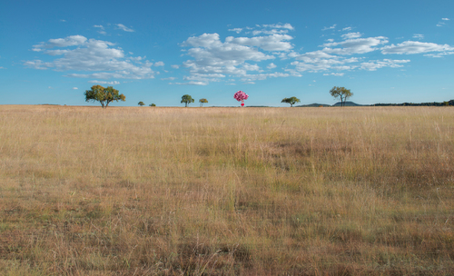 Me and My Grassland
