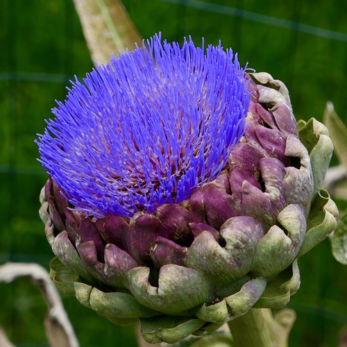 It's an Artichoke!