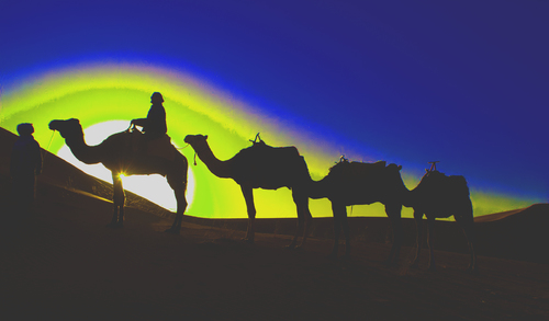 CAMELS IN THE DARK