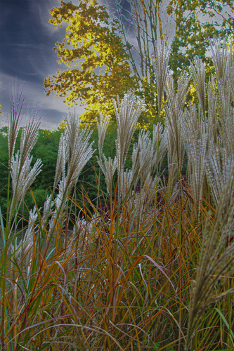 Fall Grass