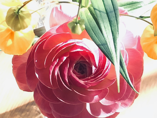 Spring Flower