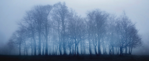 The Copse