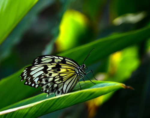 Delicate Delight