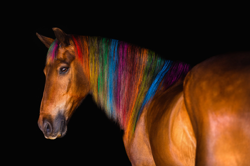 Punk Rock Pony
