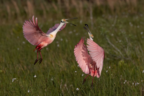 Spoonbill surprise