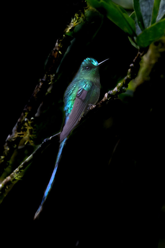 Turquoise wonder