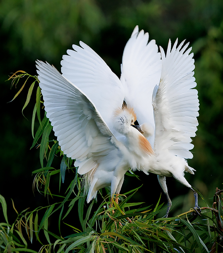 Cattle Egret Feeding Young