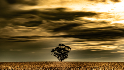 One Tree Paddock