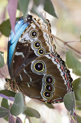 Blue Morpho