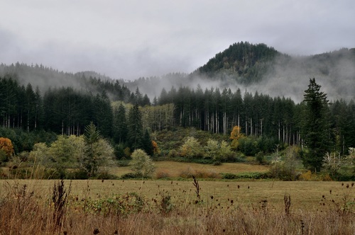 Oregon Fog