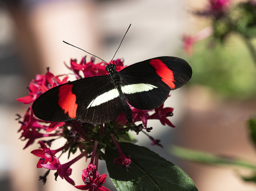 Doris Longwing