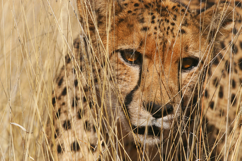 Stalking Through the Grass