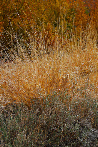 Natures Quilt